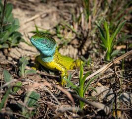 Green lizard detail in the sun bathing