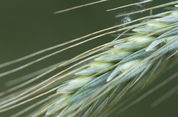 Wheat close up showing unripe seeds 