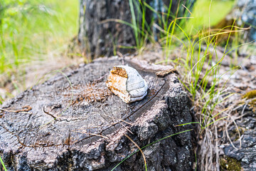 Chaga birch mushroom with a fragment of birch bark on a stump in the forest. Selective focus