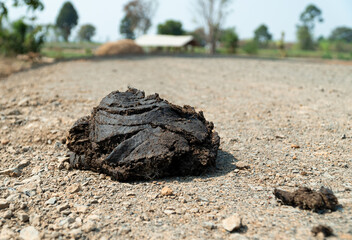 Close up view and copy space of excrement of cow on gravel road until dry on the ground.