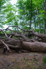 Holz Baum Natur