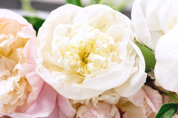 Stunning White and Pink Peonies Summer Flower Background Card for Mothers Day or Others Holidays Close Up Horizontal