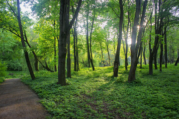 Fototapeta na wymiar The Sun's Rays Are Shining Through The Trees In An Ancient Park.