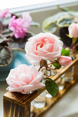 The fragrant rose oil for spa treatments