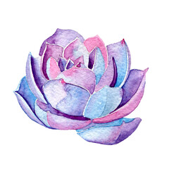 Watercolor succulent,jpg, isolated on white