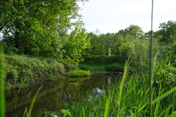 Fluss im grünen 