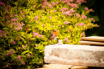 Robin in the Garden 3