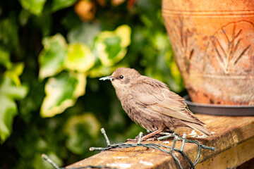 Juvenile bird 