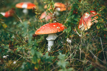 Inedible mushrooms Amanita