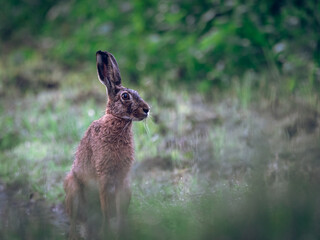 Zając szarak © Sporywildlife