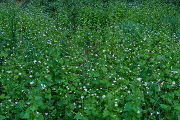 Kräuter Natur