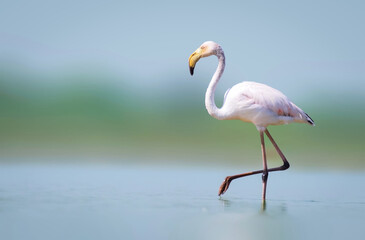 Greater flamingo walking alone in lake