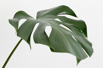 Monstera plant leaf on a white background.