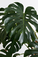 Fototapeta na wymiar Monstera plant leaves on a white background.