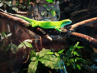 iguana on a tree