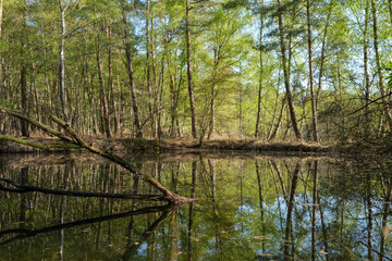 Natur Wald See