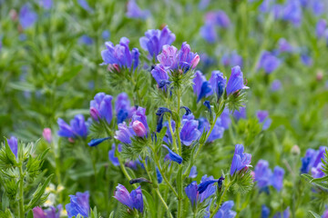 Wegerichblättriger Natternkopf (Echium plantagineum).