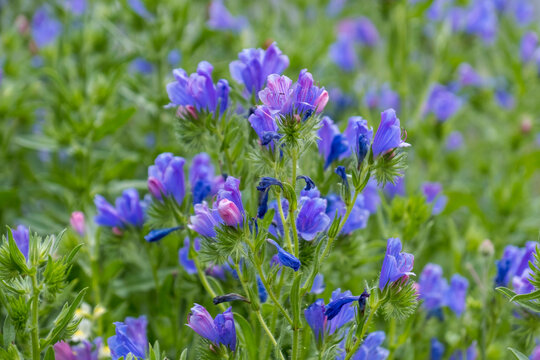Wegerichbl&auml;ttriger Natternkopf (Echium plantagineum).