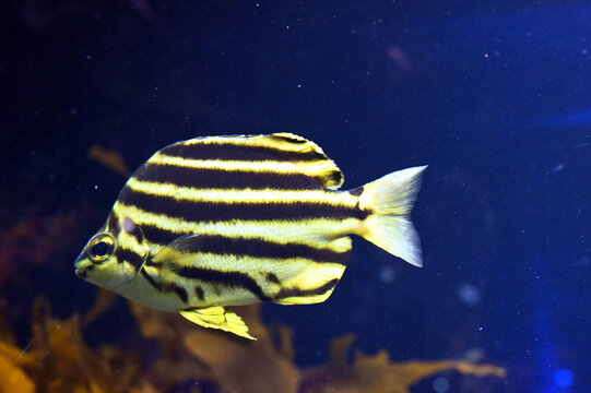 黄色と黒色の縞模様が可愛いカゴカキダイの水中を泳ぐ姿