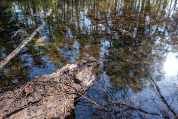 Natur Wald See