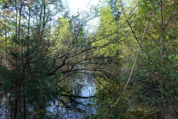 Natur Wald See