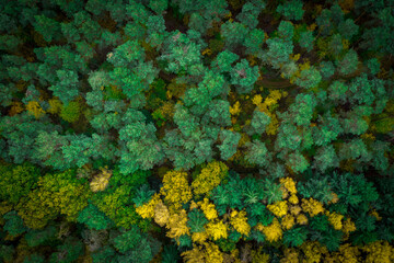 Wald von oben
