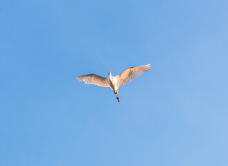 Low angle view of Little Egret (Egretta garzetta) flying against the blue sky