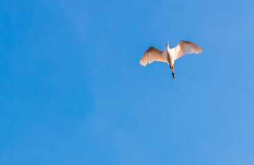 Fototapeta na wymiar Low angle view of Little Egret (Egretta garzetta) flying against the blue sky
