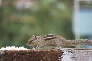  squirrel on the  wall 