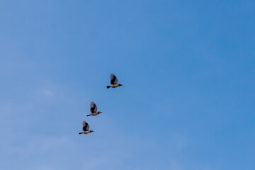 Flock of Asian pied starling flying against blue sky