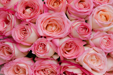 Obraz na płótnie Canvas close up of beautiful pink roses for background