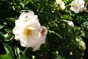 Obraz premium white roses