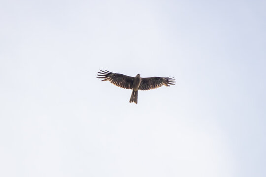 Black kite flying against the blue sky