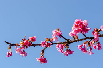 sakura flower on blue sky background.