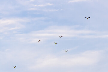 Flock of Rose-Ringed Parakeet flying against blue sky