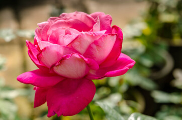 Beautiful pink rose closeup and blur background.