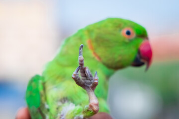 Funny Rose ringed Parakeet lifts up its claws in a manner to resember middle finger.