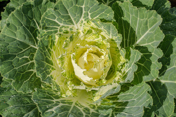 Cabbage Ornamental detail, close up of top view beautiful decorative cabbage