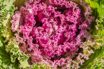 Cabbage Ornamental detail, close up of top view beautiful decorative cabbage