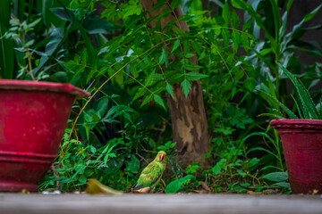 Rose-ringed parakeet, Green parrot, in the garden.