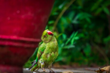 Rose-ringed parakeet, Green parrot, in the garden.