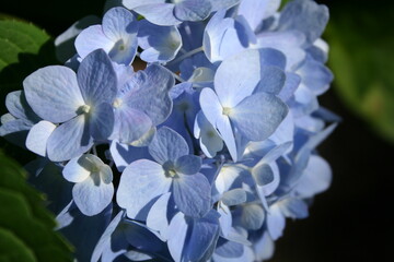 Fototapeta na wymiar close up of a blue hydrangea