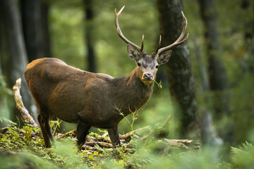 Interested red deer, cervus elaphus, stag standing in green woodland from side view and looking into camera. Curious wild animal grazing in wilderness with trees.