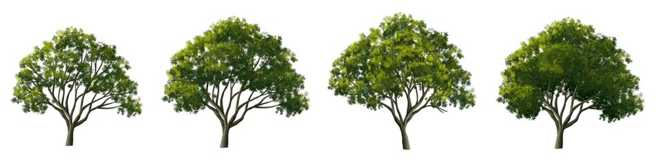 Set of tree side view for landscape and architecture elements
