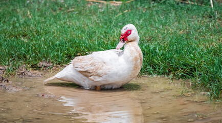 Portrait of Muscovy duck Cairina moschata. Domestic duck. Male Muscovy Duck Drake.