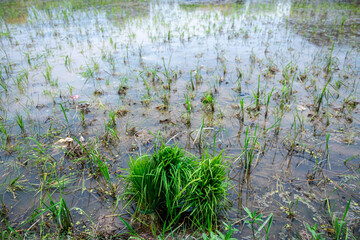 Paddy ready for plantation in a field
