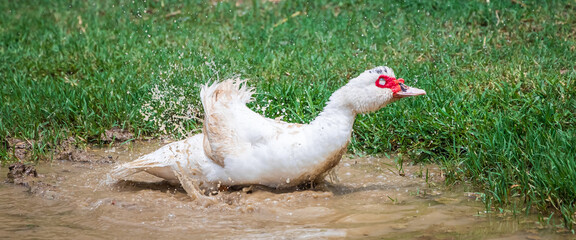 Portrait of Muscovy duck Cairina moschata. Domestic duck. Male Muscovy Duck Drake.