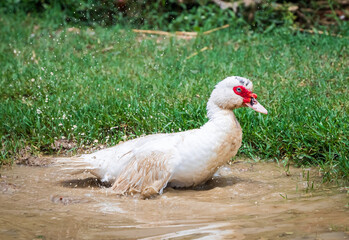 Portrait of Muscovy duck Cairina moschata. Domestic duck. Male Muscovy Duck Drake.