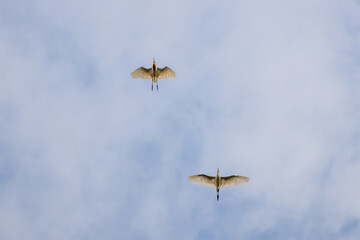 Low angle view of Little Egret (Egretta garzetta) flying against the blue sky