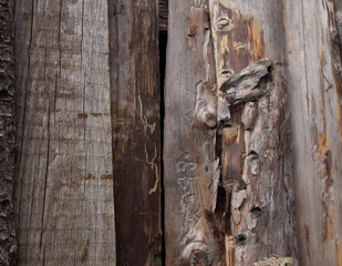 Old wooden planks with traces of woodworm beetles
